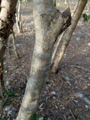 Diospyros anisandra