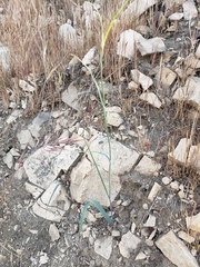 Calochortus plummerae