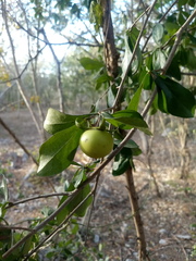 Diospyros anisandra