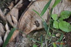 Eleutherodactylus cystignathoides