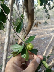 Diospyros anisandra