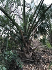 Sabal mexicana