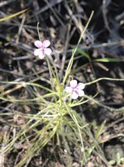 Byblis filifolia