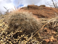 Echinocereus reichenbachii baileyi