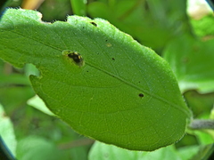 Plagiometriona microcera