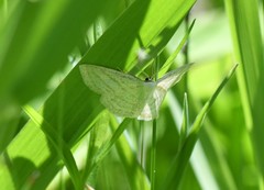 Scopula quadrilineata