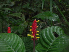 Palicourea subspicata