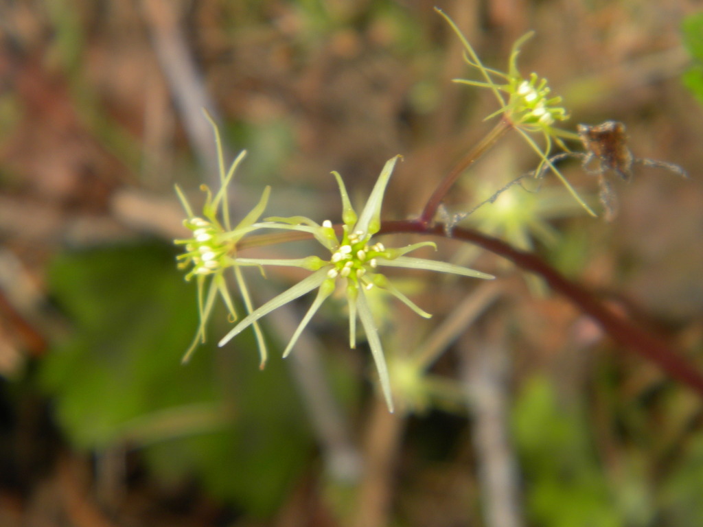 Idaho Goldthread