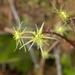 Idaho Goldthread - Photo (c) mhays, some rights reserved (CC BY-NC), uploaded by mhays