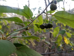 Colubrina yucatanensis