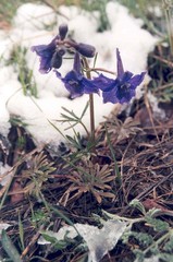 Delphinium bicolor