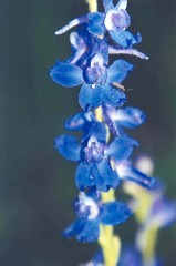 Delphinium depauperatum