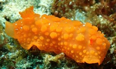 Doriopsilla pelseneeri