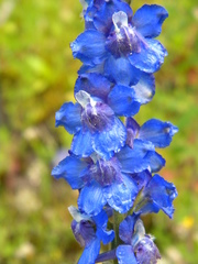 Delphinium depauperatum