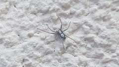 Pulchellodromus pulchellus