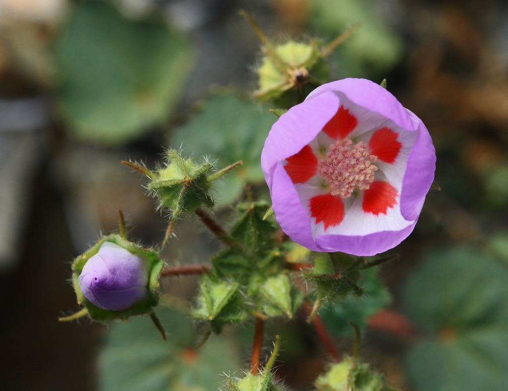 desert fivespot