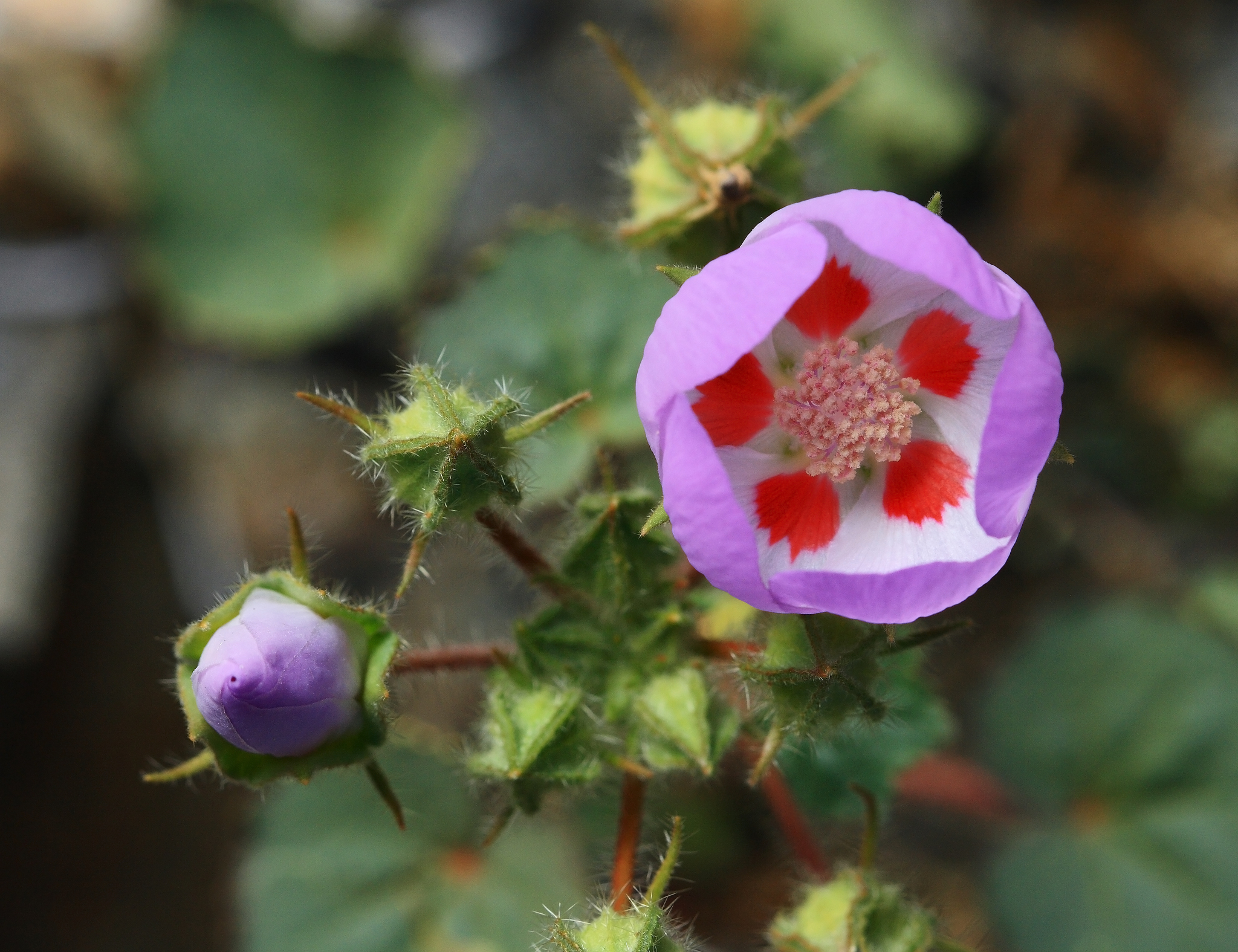 Eremalche rotundifolia