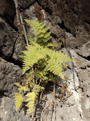 Myriopteris lendigera