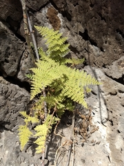 Myriopteris lendigera