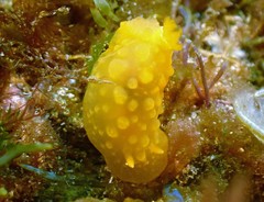 Doriopsilla pelseneeri