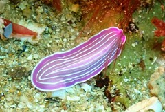 Prostheceraeus roseus