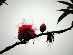 Brownea macrophylla