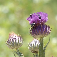 Protaetia morio