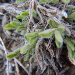 Aster alpinus vierhapperi