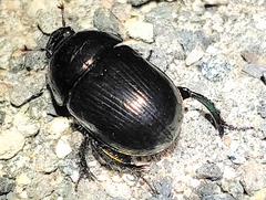 Geotrupes mutator