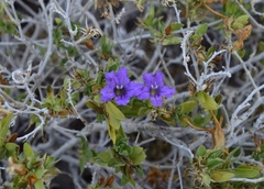 Ruellia californica