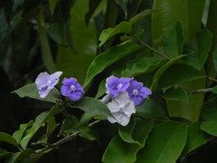 Brunfelsia grandiflora