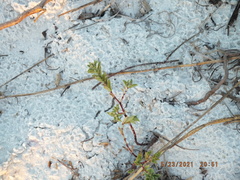 Euphorbia mesembryanthemifolia image