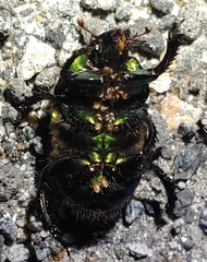 Geotrupes mutator