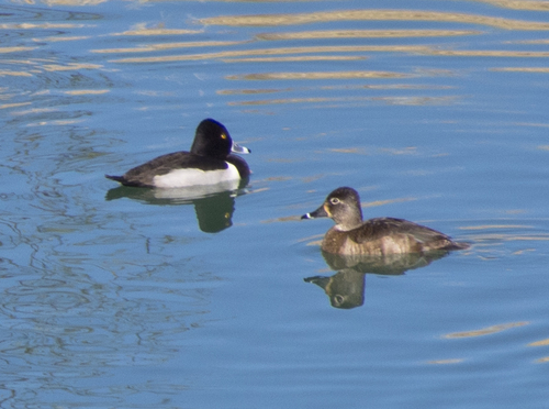 iNaturalist observation 2018-01-19