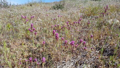 Castilleja exserta exserta