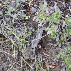 Aster alpinus vierhapperi