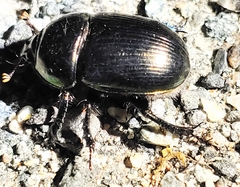 Geotrupes mutator