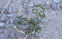 Ditaxis brandegeei