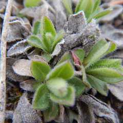 Aster alpinus vierhapperi