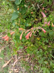 Clinopodium tomentosum