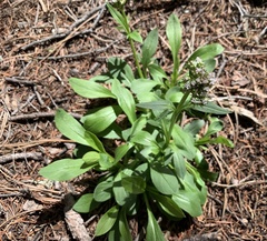 Valeriana acutiloba