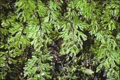 Hymenophyllum cupressiforme