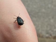 Gastrolina thoracica