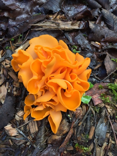 orange peel fungus