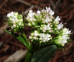 Valeriana acutiloba