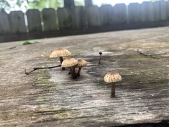 Fungi