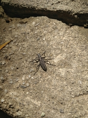 Homocyrtus bonni