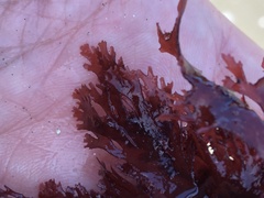 Callophyllis violacea