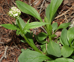 Valeriana acutiloba