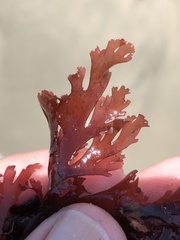 Callophyllis violacea